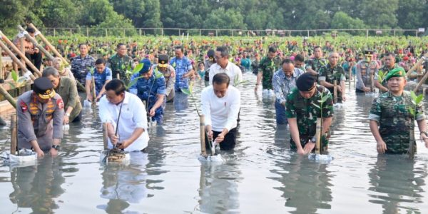 Presiden Jokowi tanam