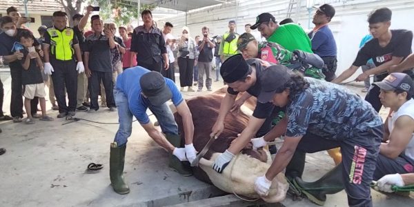 Juleha potong sapi di Masjid Agung