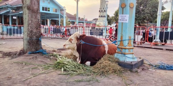 Sapi Presiden di Masjid Agung