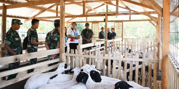 Danrem Domba Garut Boyolali