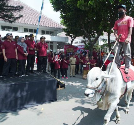 Karnaval Sapi Tunggangan